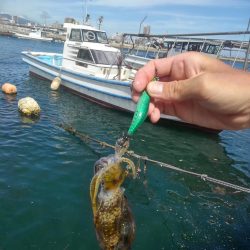 エギング新子調査