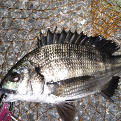 低酸素の中の年無しゲット