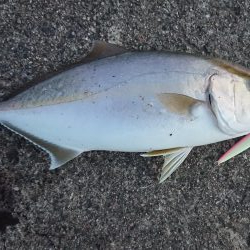 今季初青物初シオ！