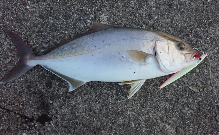 今季初青物初シオ！