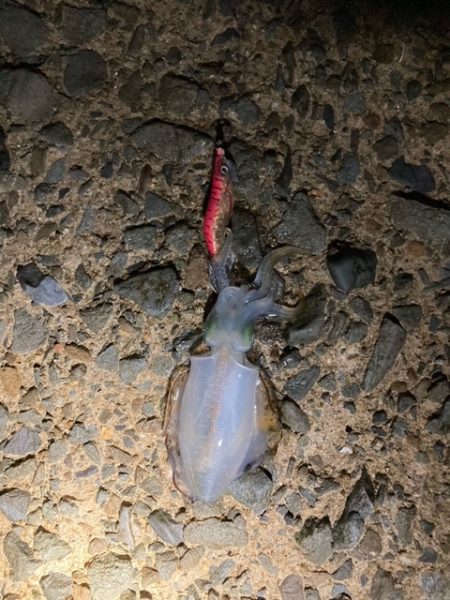 アジング、エギング