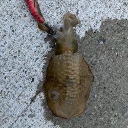 エギング、アジング