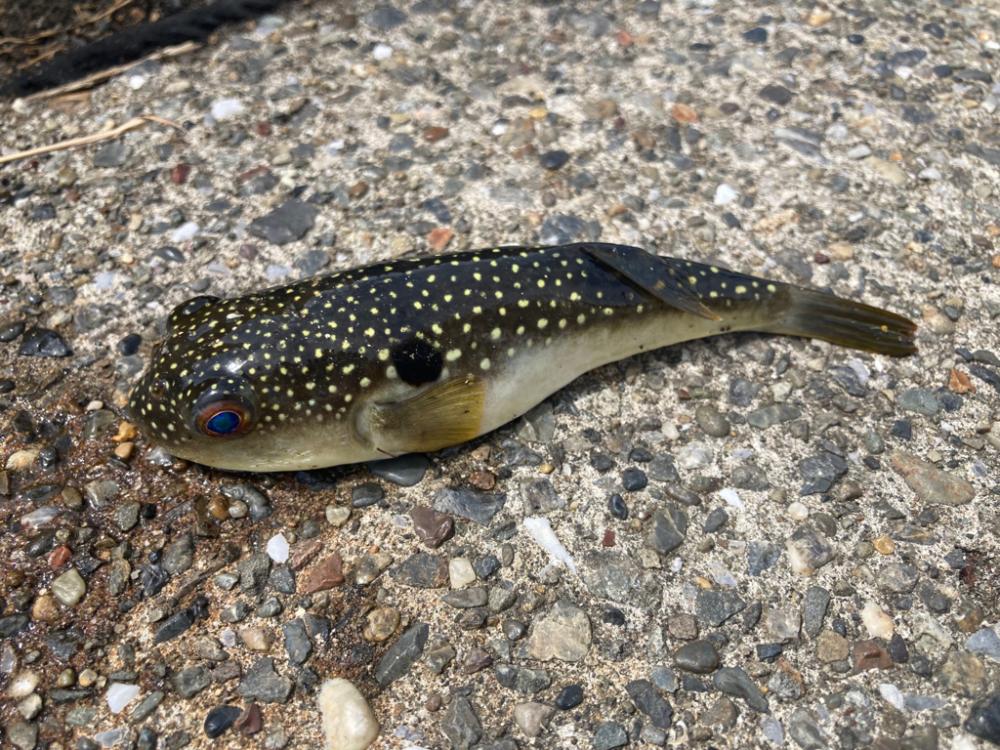 え?イシガキダイ?