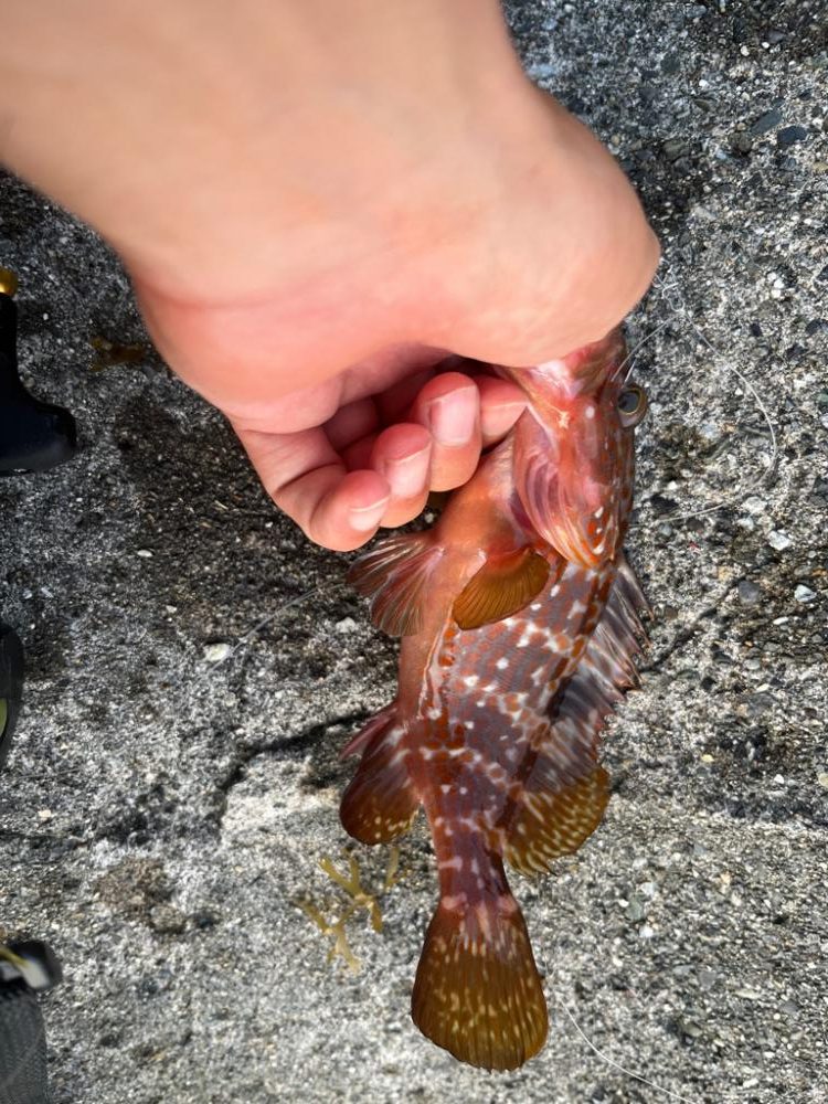 今日は渋めのアコウ、ガシラ