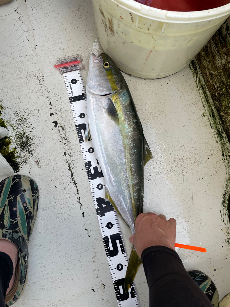 明石沖ジギング