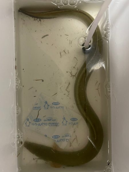 ハゼ&ウナギ釣り