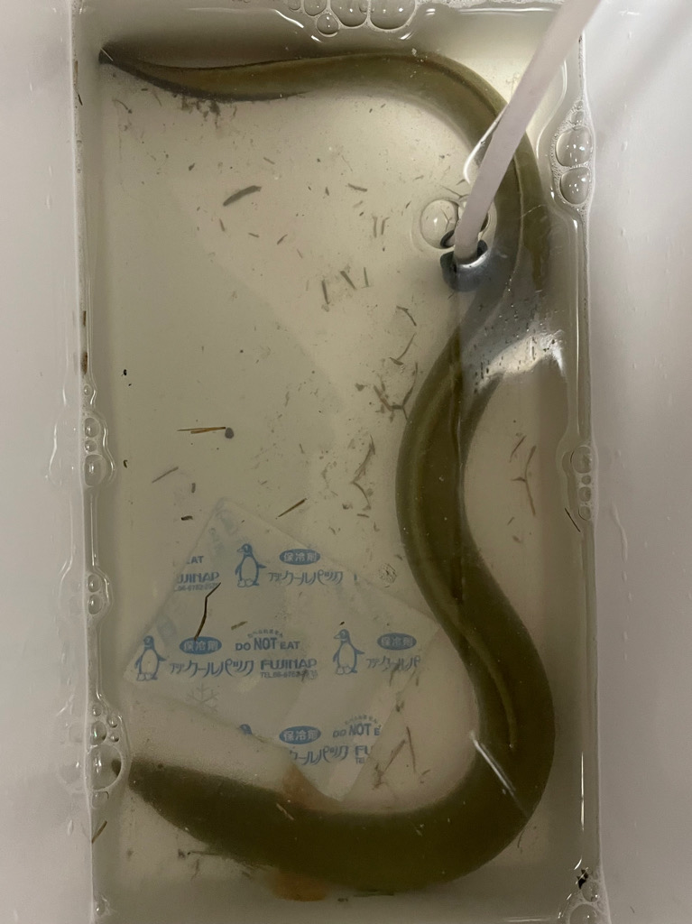 ハゼ&ウナギ釣り