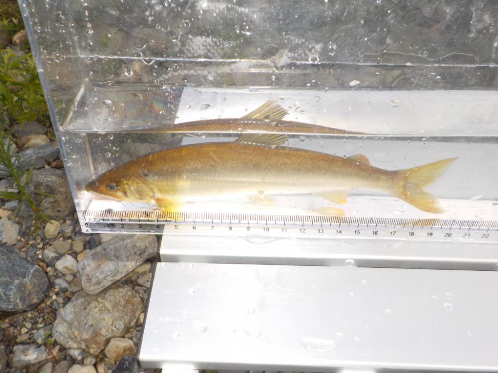 美山鮎9 高水・ささ濁りでも釣れる