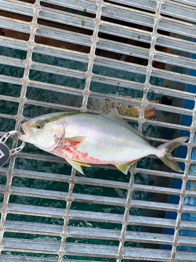 まだまだ釣れてます！