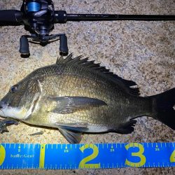 淀川ブリームゲーム　ランカーまでもう少し