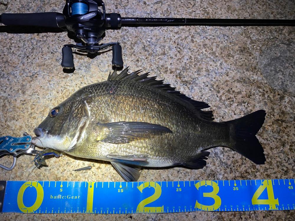 淀川ブリームゲーム ランカーまでもう少し