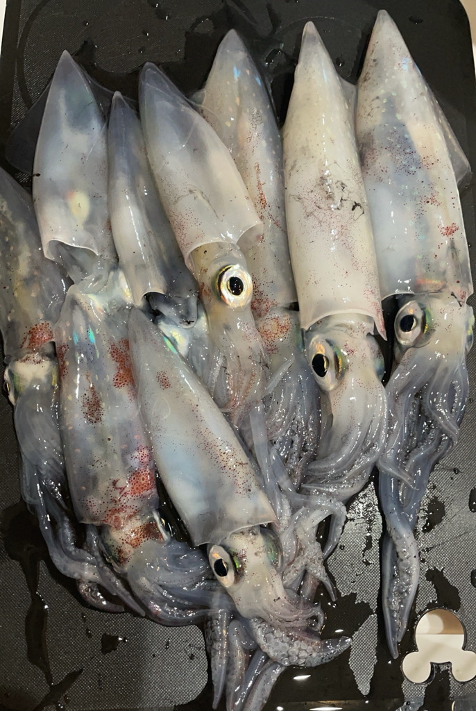 ショアケンサキ