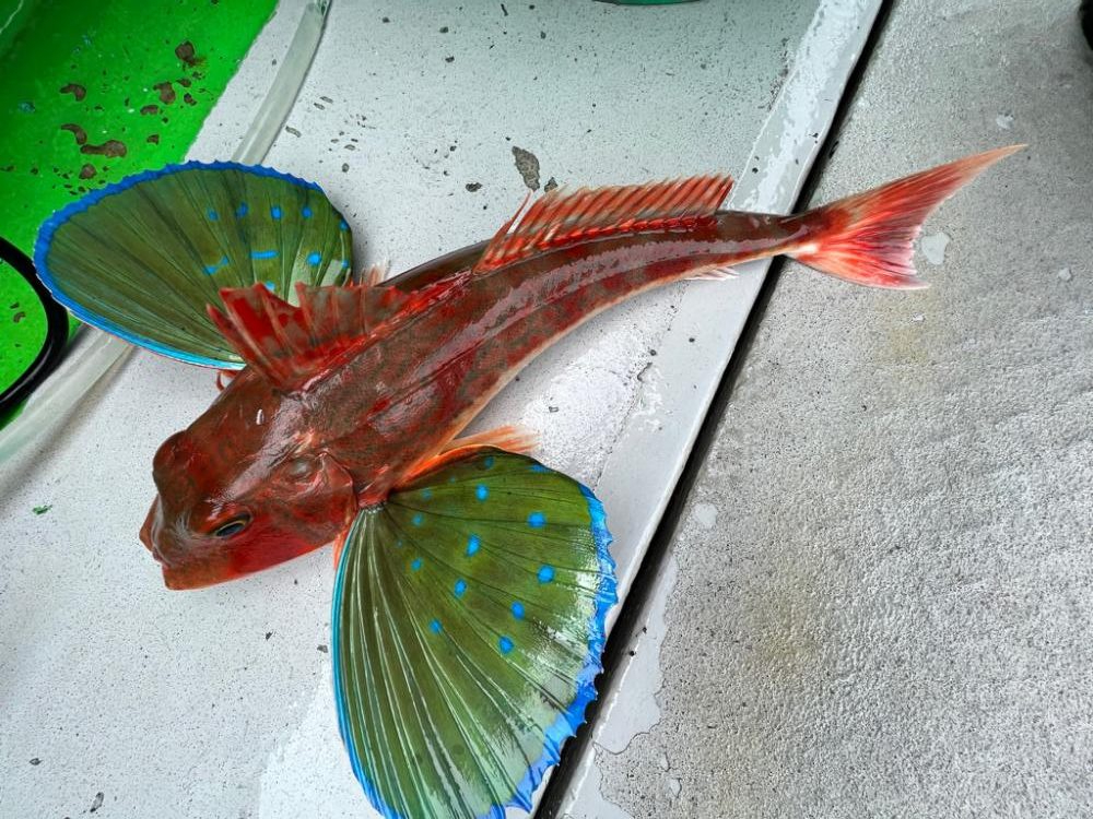 銚子沖、根魚五目