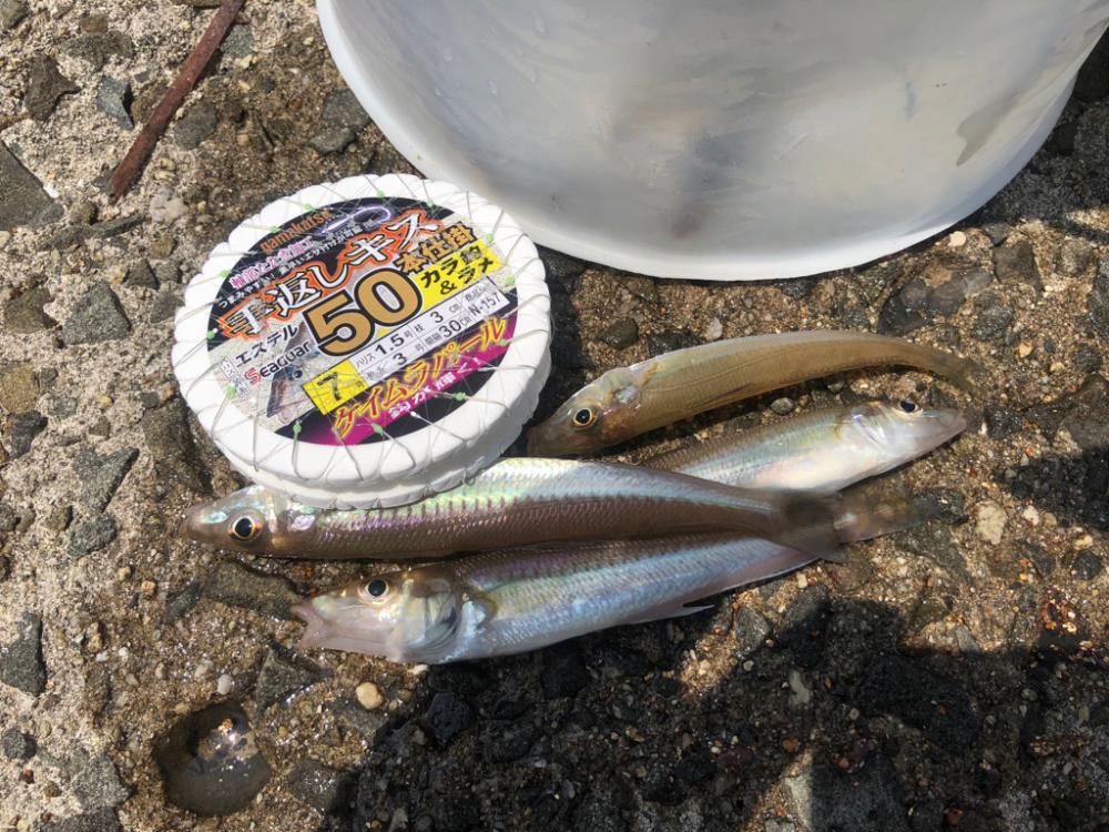 泉南キス ベストシーズンインザサン