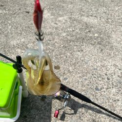 日本海遠征！！