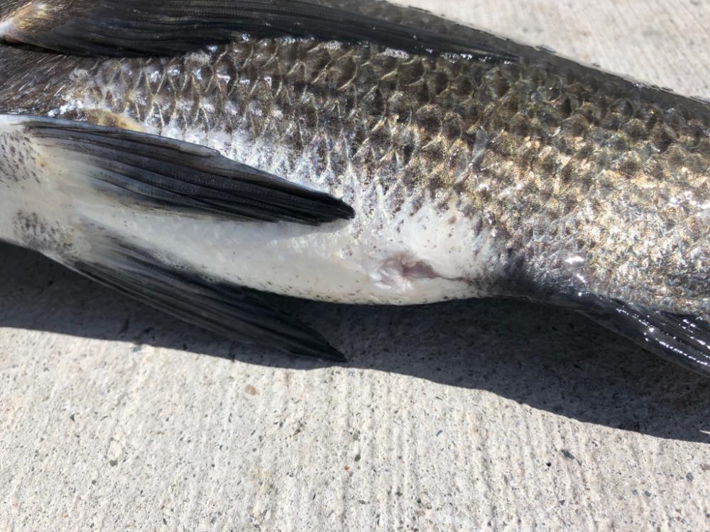 猛暑朝からエビ撒き