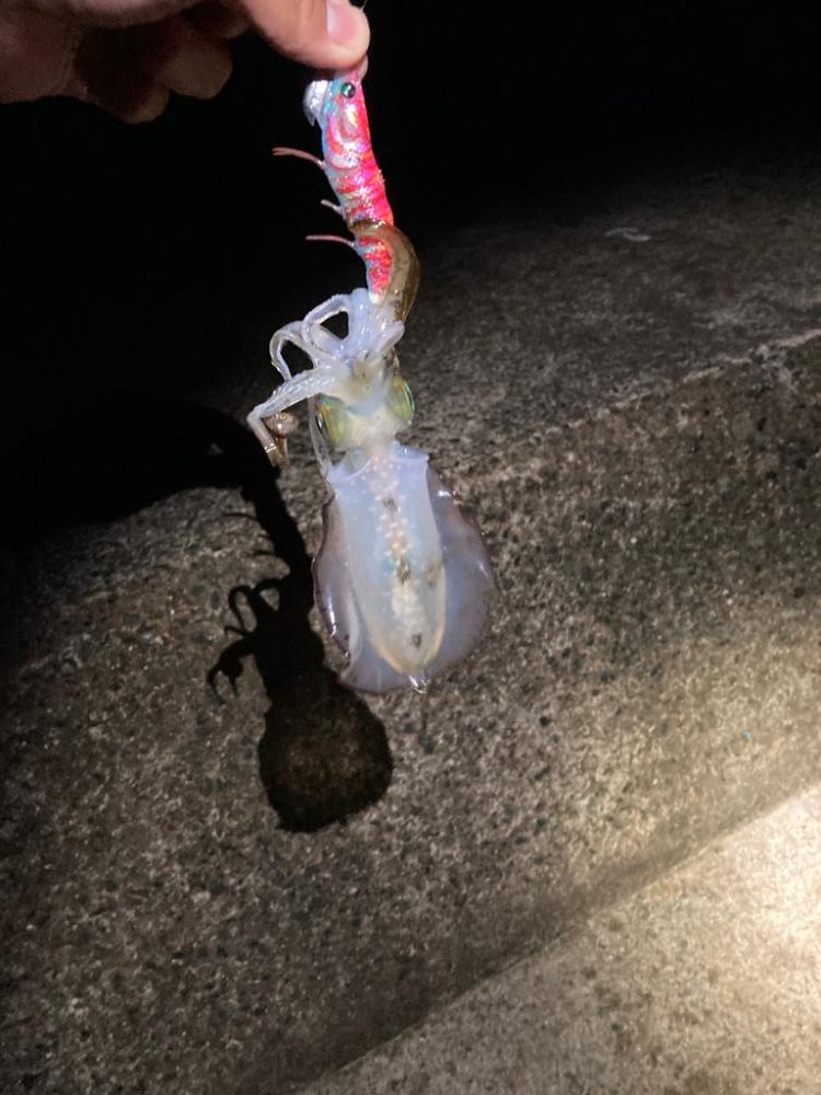 京都の秋イカは順調