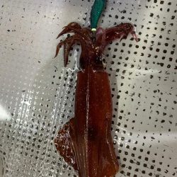 小浜でイカメタル