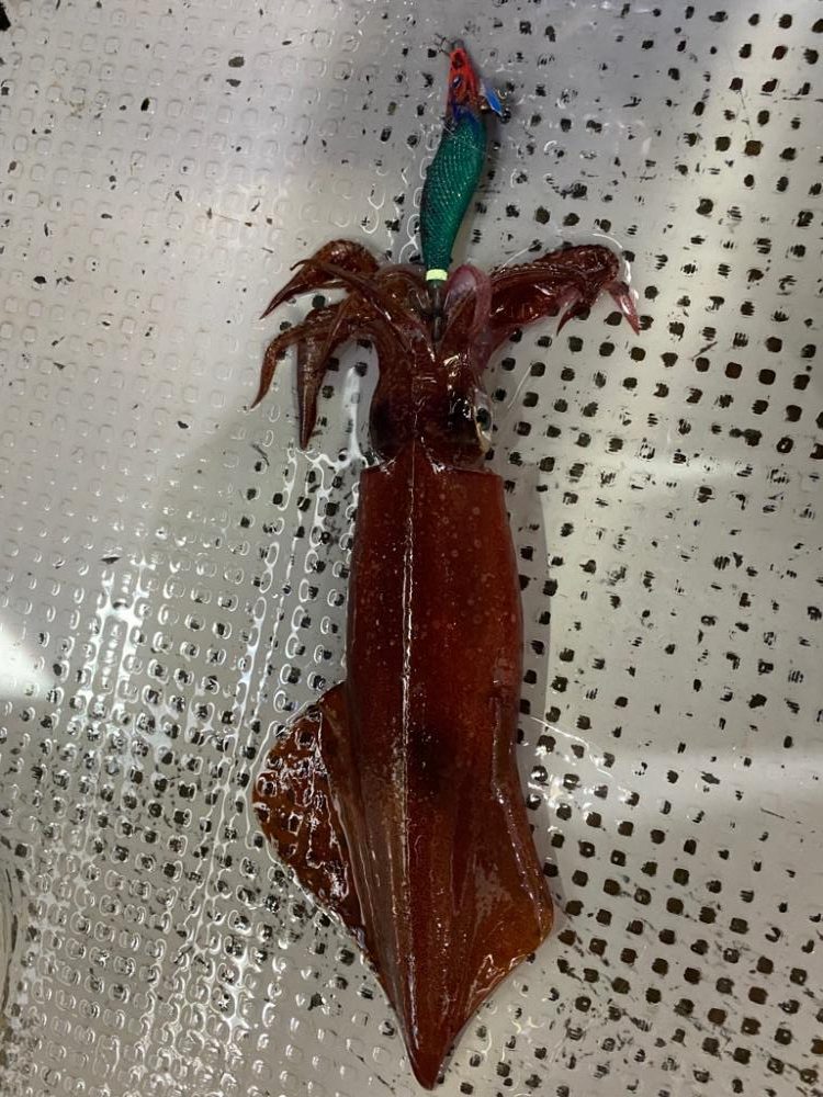 小浜でイカメタル