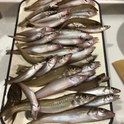 がまかつ公式投稿2 泉南キスII