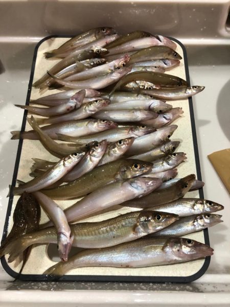 がまかつ公式投稿2 泉南キスII