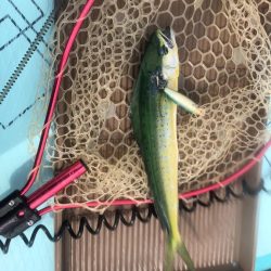 supフィッシング