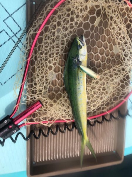 supフィッシング