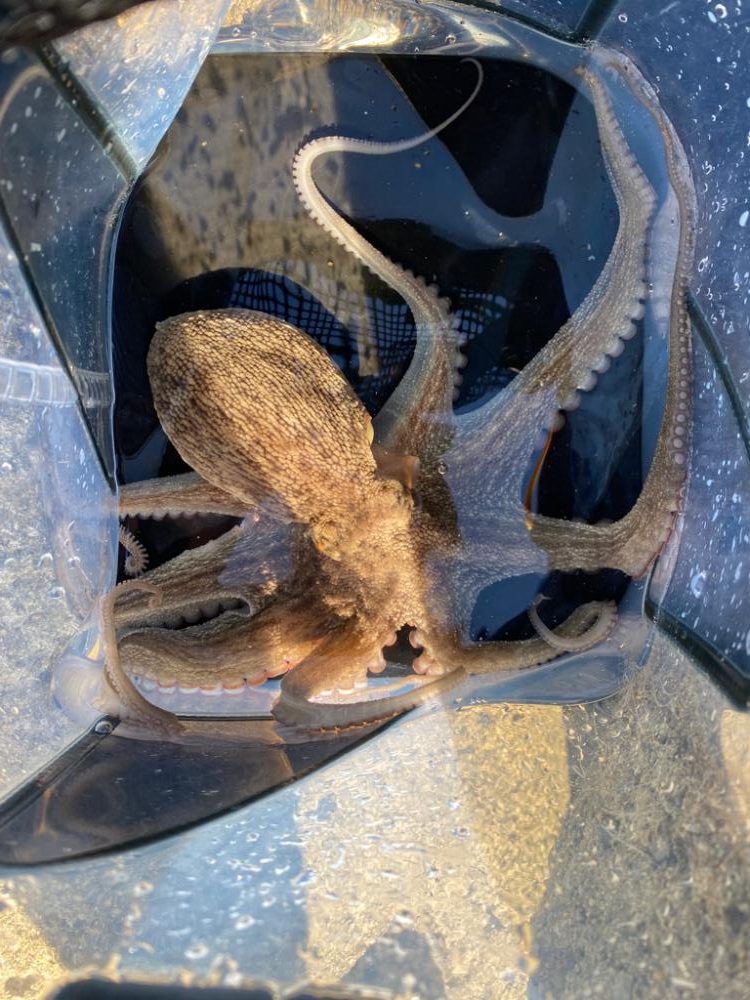 まだまだタコ！