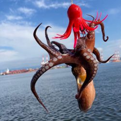 湾奥コスモ蛸撃ち。新子&マイクロ6…