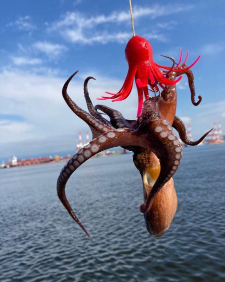 湾奥コスモ蛸撃ち。新子&マイクロ6…