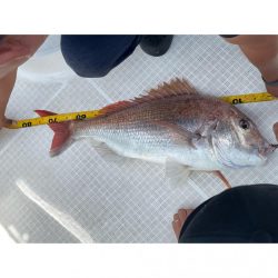 タイラバ＆ジギングリレー便