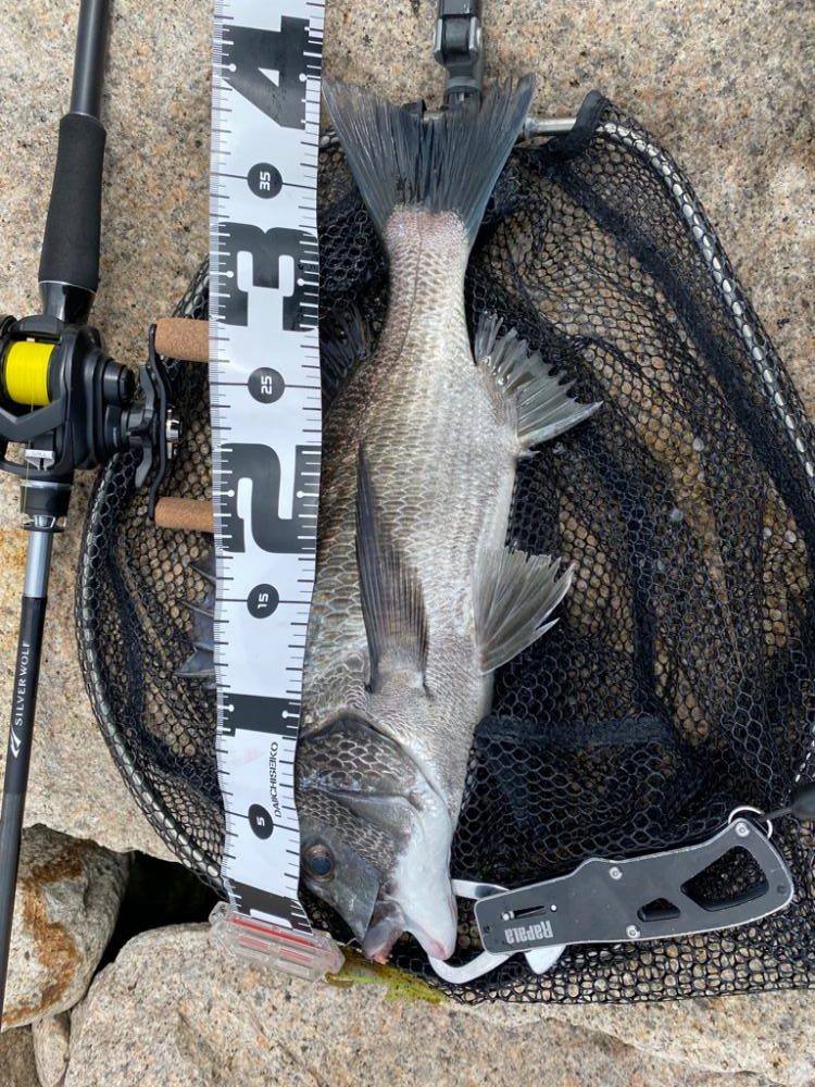 昼の淀川チニング