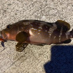 アジング、根魚釣り