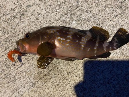 アジング、根魚釣り