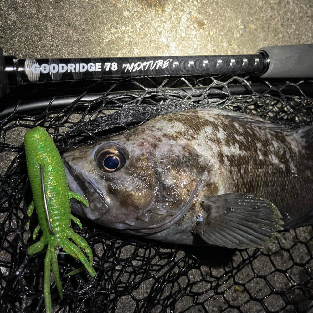 夏枯れ知らずのクロソイ釣行！