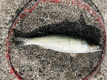 狙い通りなんですよ？