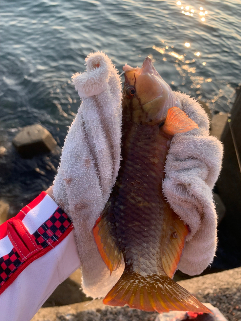 無人の漁港には…