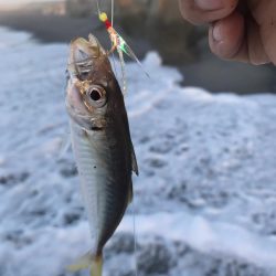 ギガアジ狙いでヒラメ