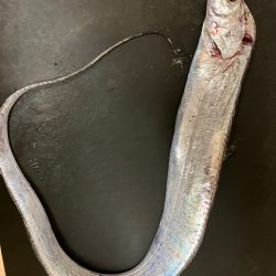 今年初タチウオ