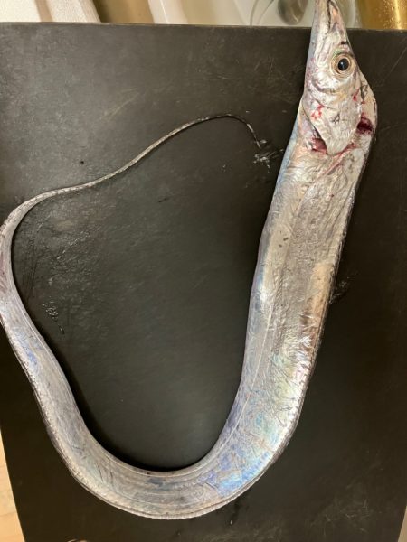 今年初タチウオ