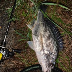 チヌハンターパート42