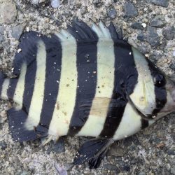 カサゴがたくさん