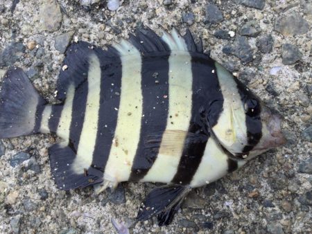 カサゴがたくさん