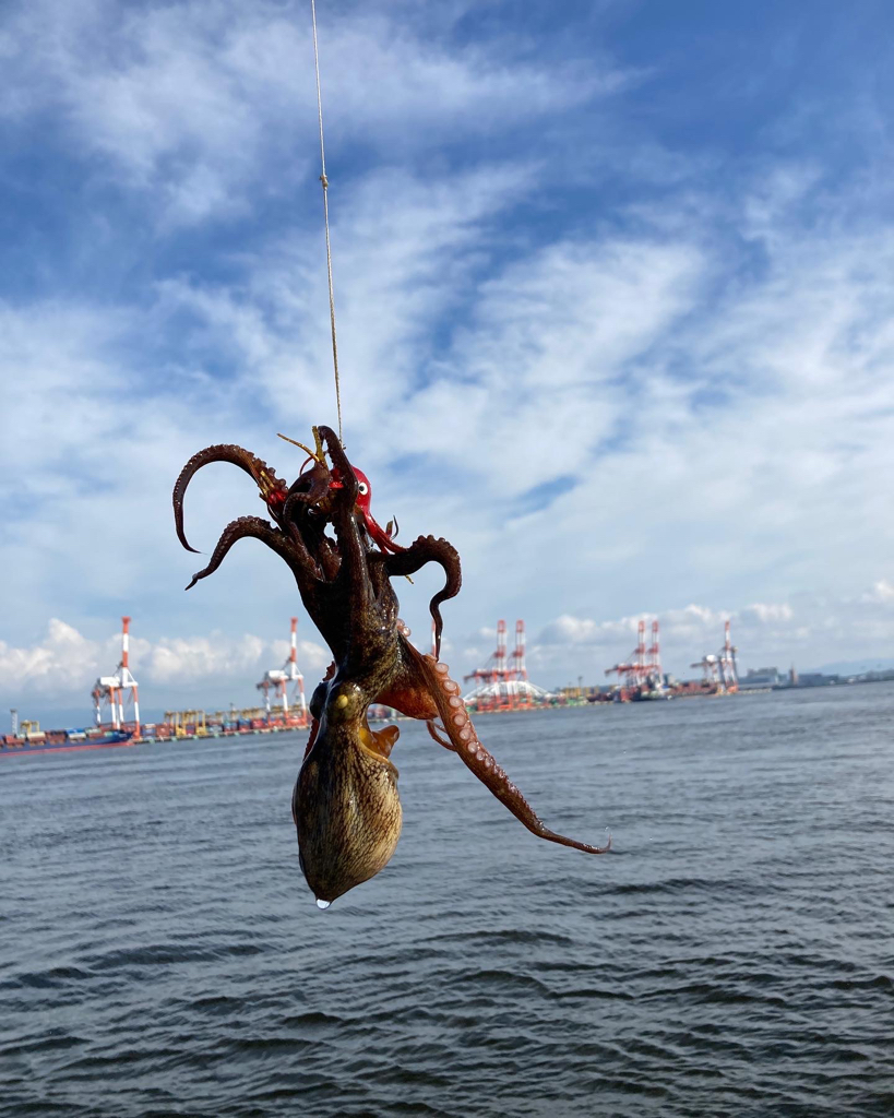 湾奥コスモ蛸。まだ何とか4杯。。。