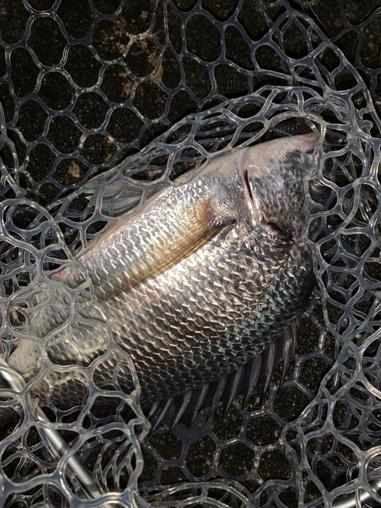 チヌハンターパート34