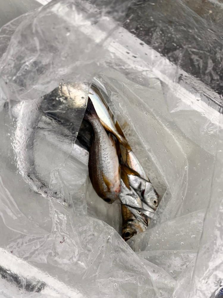 ジギングとサビキ