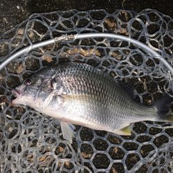 チヌハンターパート35