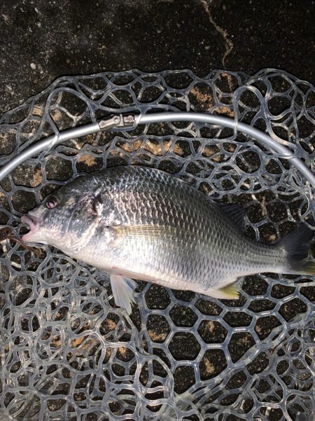 チヌハンターパート35