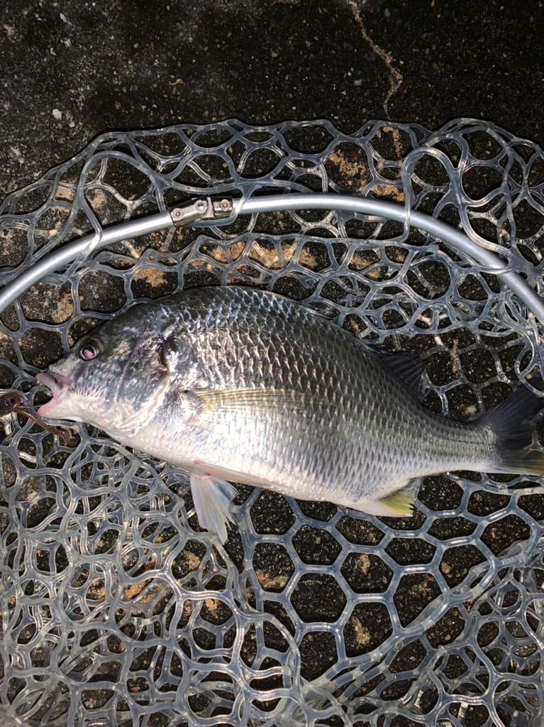 チヌハンターパート35