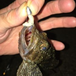 涼しい早朝にトリプルクロスでライトロック！